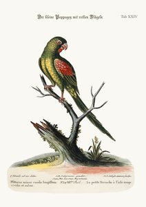 O pequeno Parrakeet de asas vermelhas, 1749-73